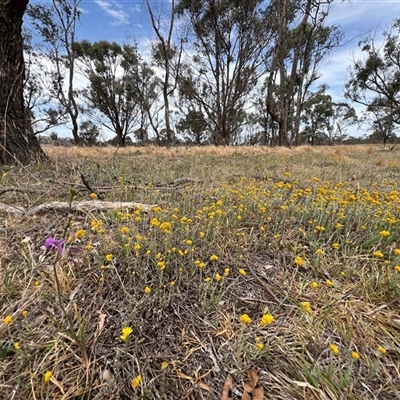 Chrysocephalum apiculatum (Common Everlasting) at Throsby, ACT - 25 Nov 2024 by RangerRiley