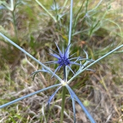 Eryngium ovinum (Blue Devil) at Throsby, ACT - 22 Nov 2024 by RangerRiley