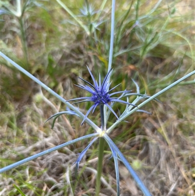 Eryngium ovinum (Blue Devil) at Throsby, ACT - 22 Nov 2024 by RangerRiley