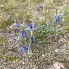 Eryngium ovinum at Throsby, ACT - 22 Nov 2024 01:52 PM