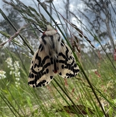 Ardices glatignyi (Black and White Tiger Moth (formerly Spilosoma)) at Cotter River, ACT - 23 Dec 2022 by RangerRiley