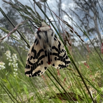 Ardices glatignyi (Black and White Tiger Moth (formerly Spilosoma)) at Cotter River, ACT - 23 Dec 2022 by RangerRiley