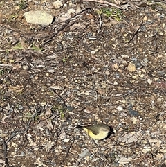 Acanthiza reguloides (Buff-rumped Thornbill) at Kambah, ACT - 21 Jul 2024 by RangerRiley