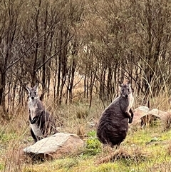 Osphranter robustus woodwardi (Wallaroo) at Kenny, ACT - 15 Jun 2024 by RangerRiley