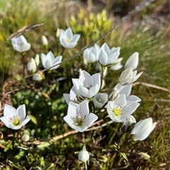 Gentianella muelleriana subsp. alpestris (Mueller's Snow-gentian) at Thredbo, NSW - 27 Jan 2024 by RangerRiley