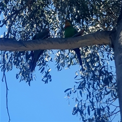 Polytelis swainsonii (Superb Parrot) at Gungahlin, ACT - 20 Dec 2024 by Kelly123456