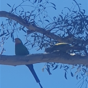 Polytelis swainsonii at Gungahlin, ACT - suppressed