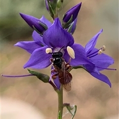 Unidentified Bee (Hymenoptera, Apiformes) at Karabar, NSW - 9 Nov 2024 by Eland