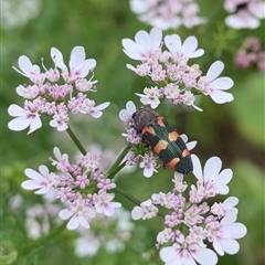 Castiarina sexplagiata (Jewel beetle) at Karabar, NSW - 21 Nov 2024 by Eland