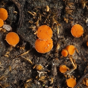 Byssonectria fusispora at Yarralumla, ACT - 28 Jul 2024