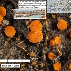 Byssonectria fusispora at Yarralumla, ACT - 28 Jul 2024