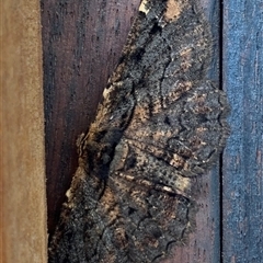 Pholodes sinistraria (Sinister or Frilled Bark Moth) at Strathnairn, ACT - 20 Dec 2024 by Eland