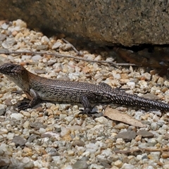 Egernia cunninghami (Cunningham's Skink) at Paddys River, ACT - 11 Dec 2024 by TimL