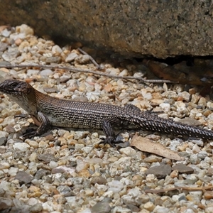 Egernia cunninghami at Paddys River, ACT - 11 Dec 2024