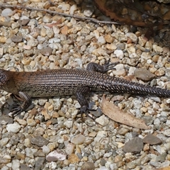 Egernia cunninghami at Paddys River, ACT - 11 Dec 2024 12:29 PM