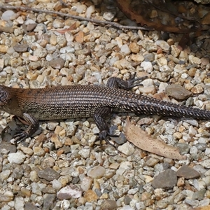 Egernia cunninghami at Paddys River, ACT - 11 Dec 2024