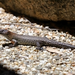 Egernia cunninghami at Paddys River, ACT - 11 Dec 2024 12:29 PM