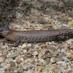 Egernia cunninghami at Paddys River, ACT - 11 Dec 2024