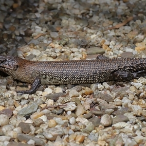 Egernia cunninghami at Paddys River, ACT - 11 Dec 2024 12:29 PM