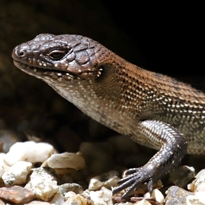 Egernia cunninghami at Paddys River, ACT - 11 Dec 2024