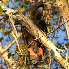 Calyptorhynchus lathami lathami (Glossy Black-Cockatoo) at Hill Top, NSW - 26 May 2024 by GITM2