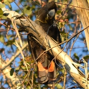 Calyptorhynchus lathami lathami at Hill Top, NSW - 26 May 2024