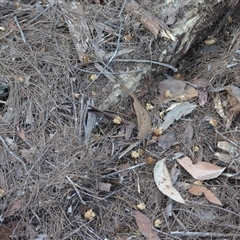 Calyptorhynchus lathami lathami at Hill Top, NSW - suppressed