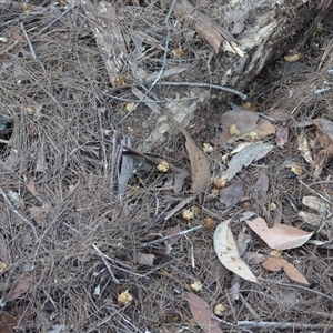 Calyptorhynchus lathami lathami at Hill Top, NSW - 26 May 2024