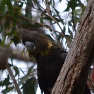 Calyptorhynchus lathami lathami at Hill Top, NSW - suppressed