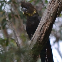 Calyptorhynchus lathami lathami at Hill Top, NSW - suppressed