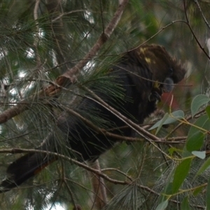 Calyptorhynchus lathami lathami at Hill Top, NSW - suppressed