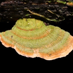 Stereum sp. at Paddys River, ACT - 11 Dec 2024