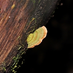 Stereum sp. at Paddys River, ACT - 11 Dec 2024