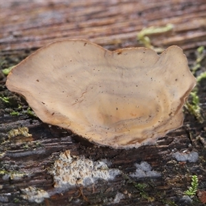 Stereum sp. at Paddys River, ACT - 11 Dec 2024