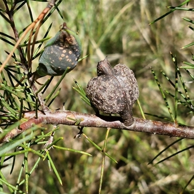 Hakea decurrens subsp. decurrens (Bushy Needlewood) at Tirrannaville, NSW - 20 Dec 2024 by trevorpreston