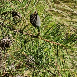 Hakea decurrens subsp. decurrens at Tirrannaville, NSW - 20 Dec 2024