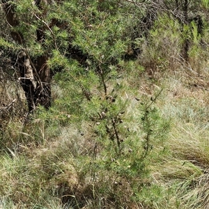 Hakea decurrens subsp. decurrens at Tirrannaville, NSW - 20 Dec 2024