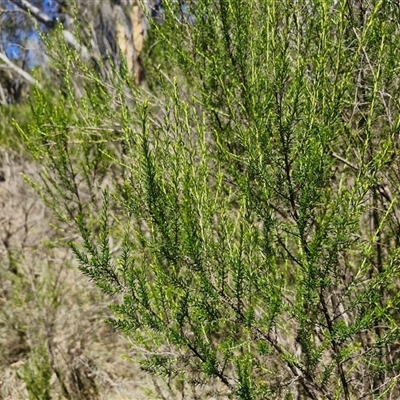 Cassinia sifton at Tirrannaville, NSW - 20 Dec 2024 by trevorpreston