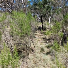 Cassinia sifton at Tirrannaville, NSW - 20 Dec 2024