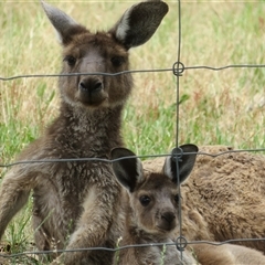 Macropus fuliginosus at Hindmarsh Valley, SA - 14 Dec 2024 by Christine