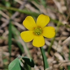 Oxalis sp. (Wood Sorrel) at Tirrannaville, NSW - 20 Dec 2024 by trevorpreston