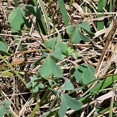 Oxalis sp. at Tirrannaville, NSW - 20 Dec 2024 02:40 PM