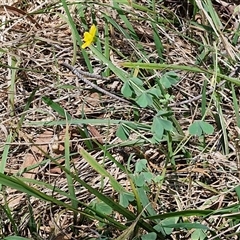 Oxalis sp. at Tirrannaville, NSW - 20 Dec 2024