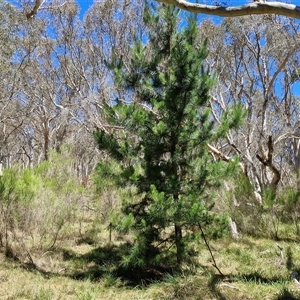 Pinus radiata at Tirrannaville, NSW - 20 Dec 2024 02:39 PM