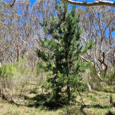 Pinus radiata at Tirrannaville, NSW - 20 Dec 2024 by trevorpreston