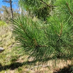 Pinus radiata at Tirrannaville, NSW - 20 Dec 2024