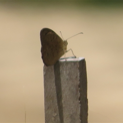 Unidentified Nymph (Nymphalidae) at Hindmarsh Valley, SA - 14 Dec 2024 by Christine