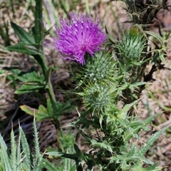 Cirsium vulgare (Spear Thistle) at Tirrannaville, NSW - 20 Dec 2024 by trevorpreston