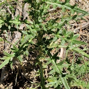 Cirsium vulgare at Tirrannaville, NSW - 20 Dec 2024