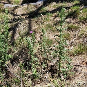 Cirsium vulgare at Tirrannaville, NSW - 20 Dec 2024